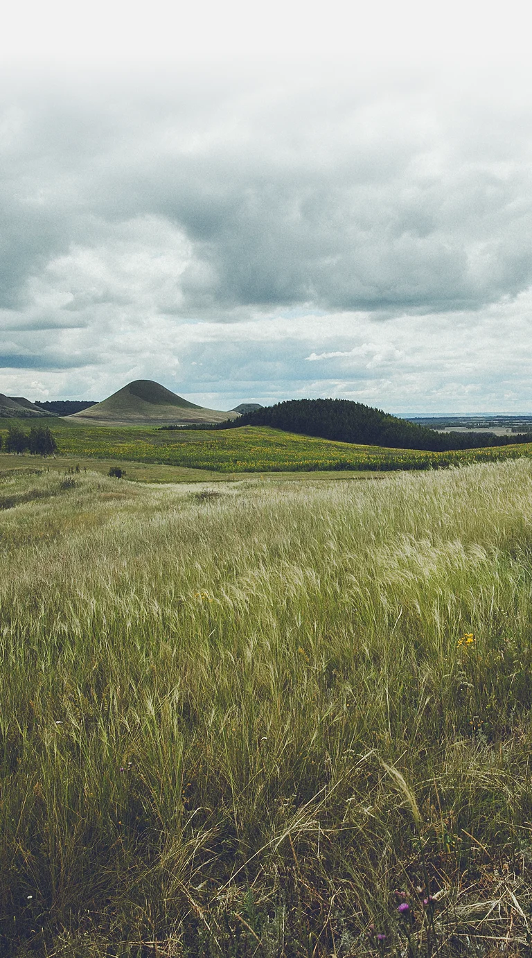 Expansive grassy field with rolling hills, scattered wildflowers, and a cloudy sky overhead.