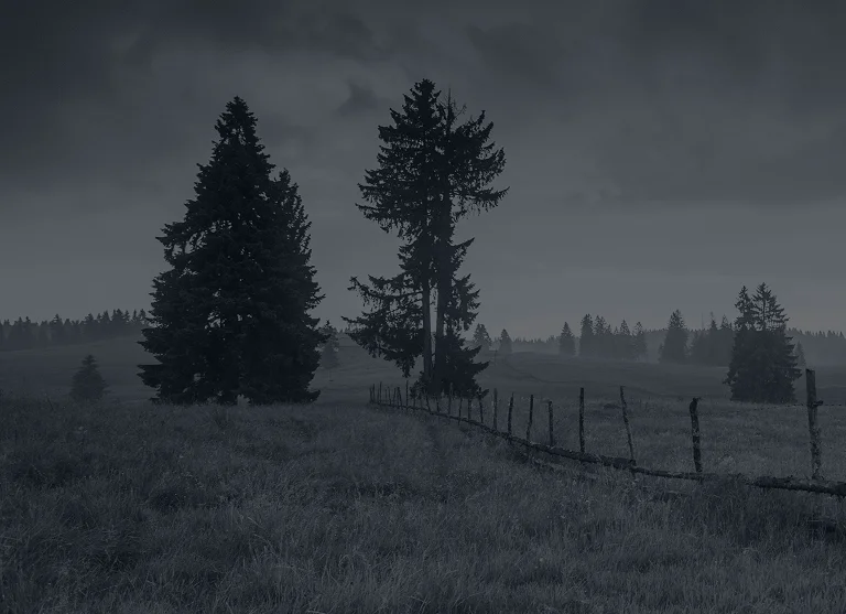 Overcast rural landscape with tall evergreen trees and a wooden fence extending across grassy fields.
