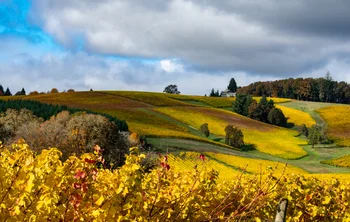 Rolling hills covered with vibrant yellow and green vineyards under a cloudy sky.