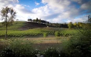 Scenic vineyard landscape with rows of grapevines, green hills, trees, and a partly cloudy sky.
